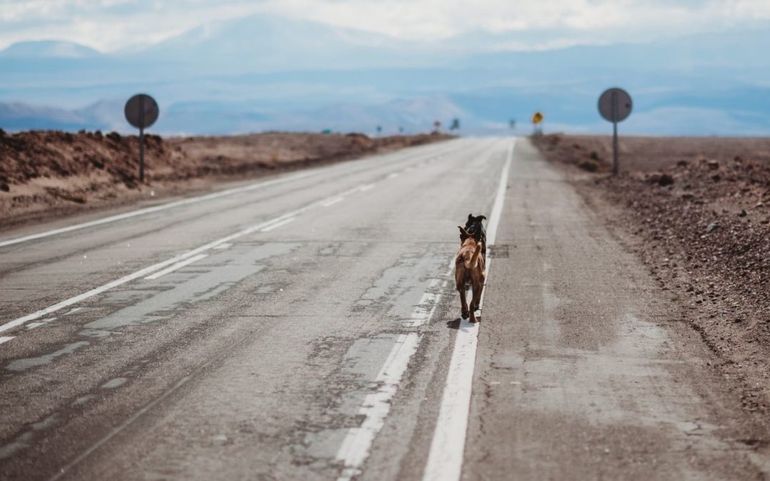 Un policía mata a tiros a un perro en la A-7 de Tarragona