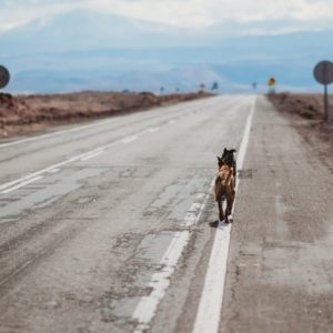 perro abandonado autovia