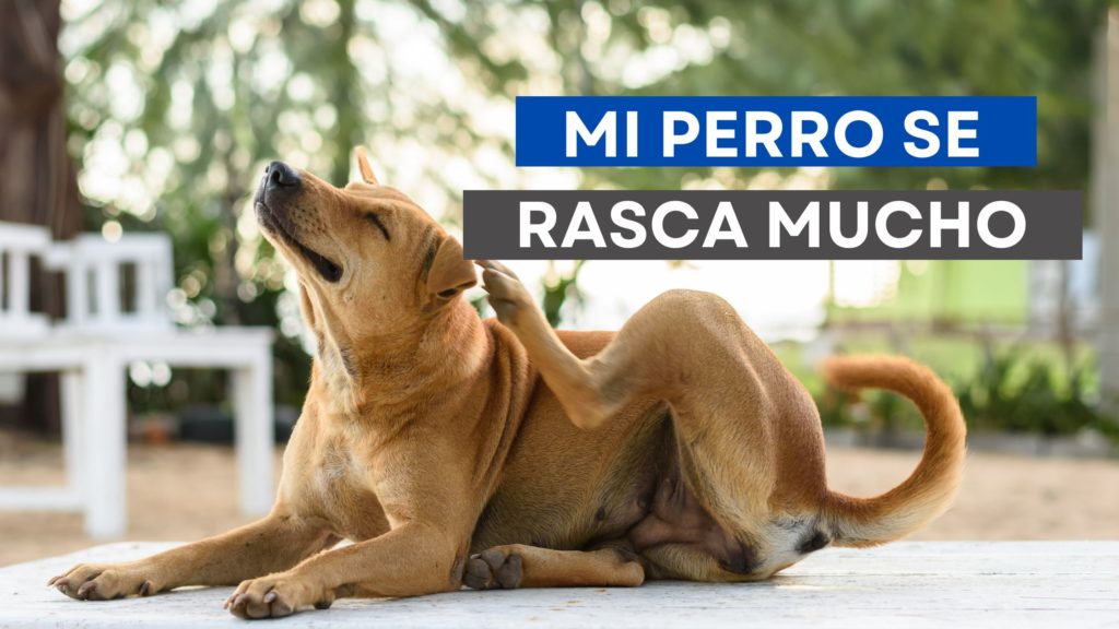 Mi perro se rasca mucho causas