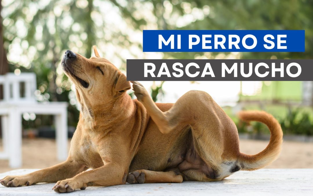 ¿Por qué mi perro se rasca mucho? Causas, soluciones y tratamientos