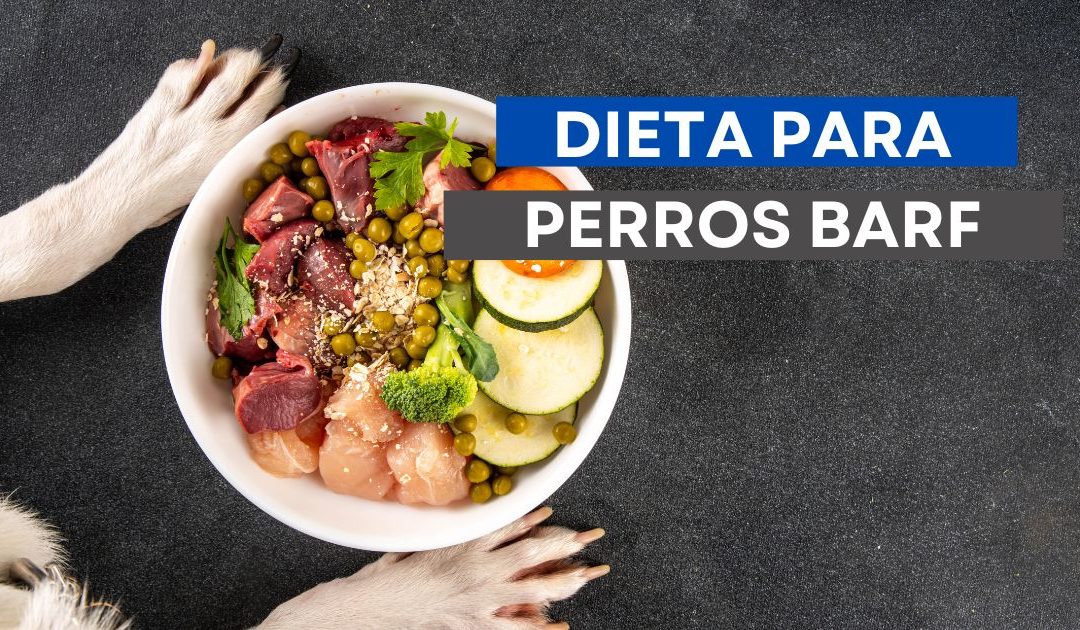 Guía Dieta BARF para Principiantes: Cantidades, Recetas y Cómo Empezar sin Riesgos