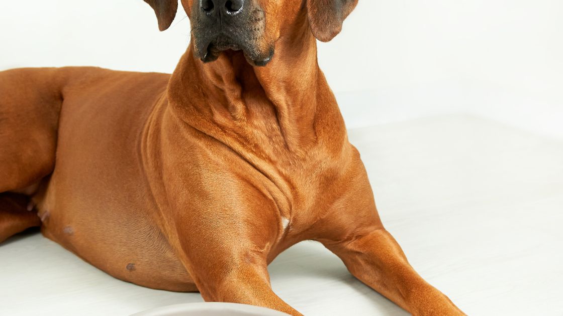 Dieta Barf Perros Guia de Perros Alimentacion