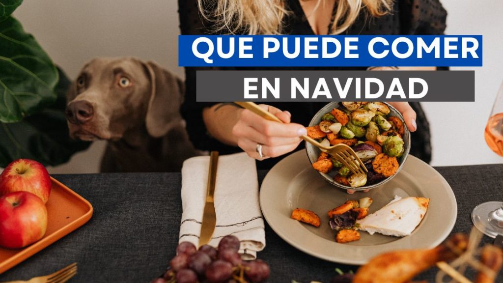 Que puede comer mi perro en navidad