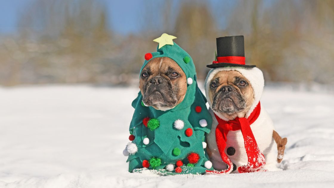 Que puede comer mi perro en navidad