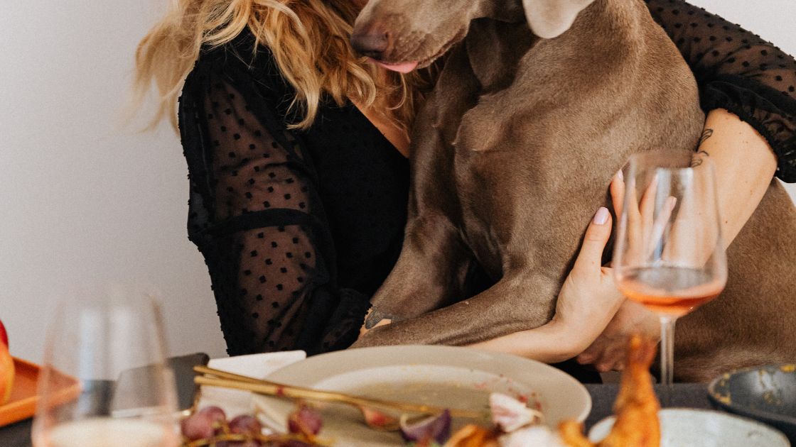 Que puede comer mi perro en navidad