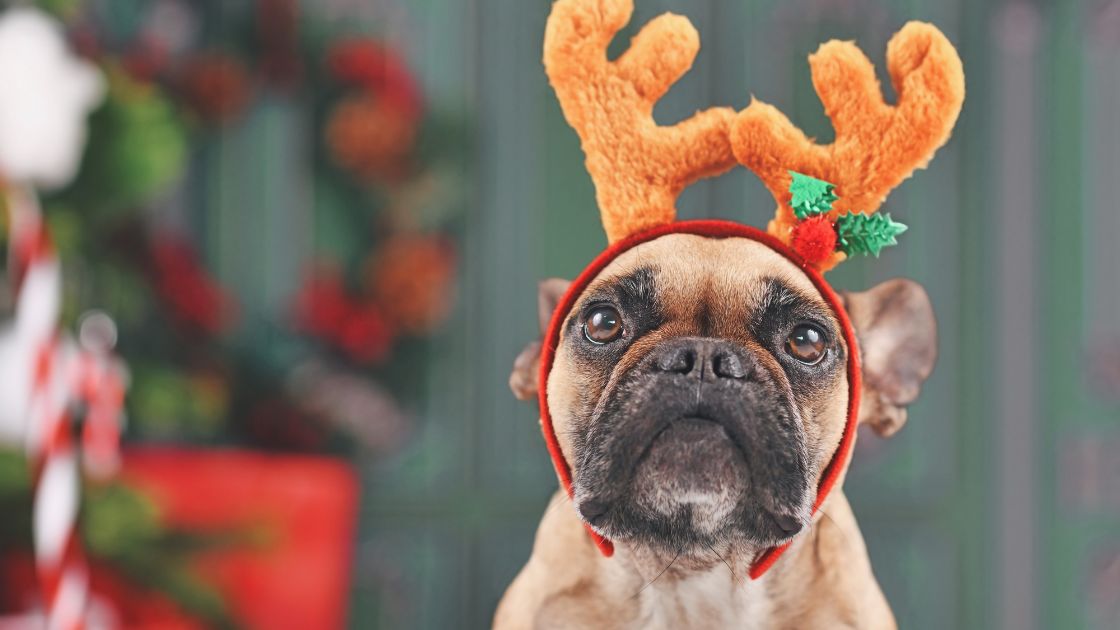 Que puede comer mi perro en navidad