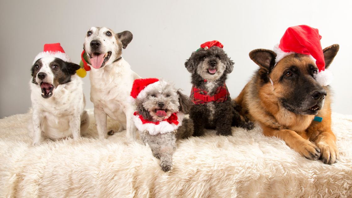 Que puede comer mi perro en navidad