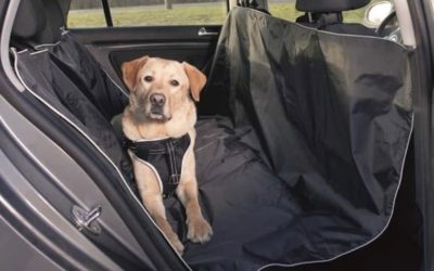 Consejos esenciales para viajar con perros