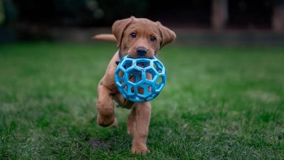 Cuidados esenciales para tu cachorro feliz